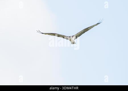 Osprey volant au-dessus de la tête avec des ailes déployées par une journée ensoleillée dans les forêts tropicales humides du Costa Rica Banque D'Images