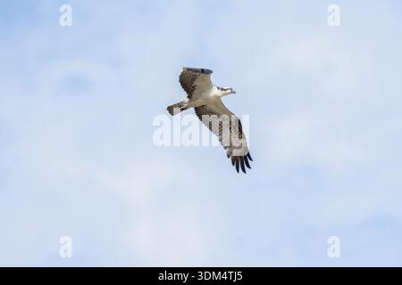 Osprey volant au-dessus de la tête avec des ailes déployées par une journée ensoleillée dans les forêts tropicales humides du Costa Rica Banque D'Images