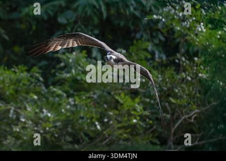 Osprey volant au-dessus de la tête avec des ailes déployées par une journée ensoleillée dans les forêts tropicales humides du Costa Rica Banque D'Images