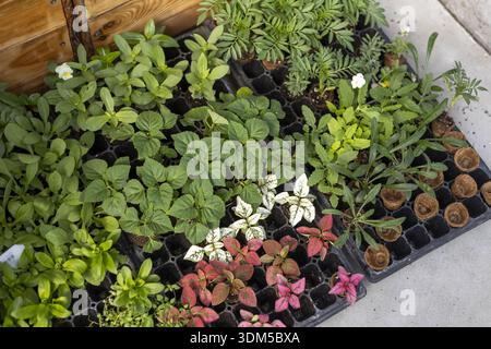 Vue rapprochée de diverses plantules vertes et jeunes plantes dans un plateau de pépinière. Scène pleine d'espoir de jardinage printanier, d'horticulture et de croissance de nouvelles plantes avec Banque D'Images