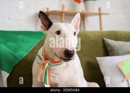 Chien mignon Bull Terrier avec ruban de drapeau irlandais assis sur le canapé à la maison, gros plan. Célébration de la fête de Patrick Banque D'Images