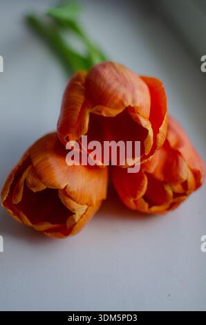 Les tulipes oranges vibrantes reposent doucement sur une surface pâle natures mortes en fleurs Banque D'Images