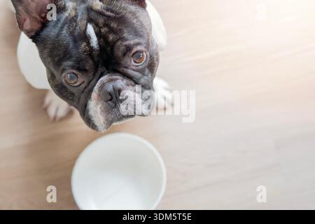 Un bouledogue français noir et blanc est assis sur le sol, à côté d'un bol vide. Le chien attend d'être nourri. Vue de dessus. Mise au point sélective. Banque D'Images