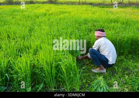 Heureux agriculteur indien assis dans le champ de blé montrant ses cultures vertes saines avec un geste de la main Banque D'Images
