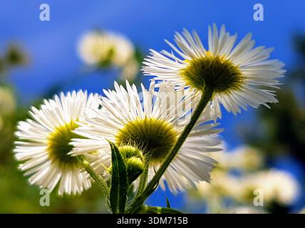 Une photo unique avec un effet visuel spécial montrant des marguerites capturées au printemps par en-dessous, s'étendant vers le haut dans un ciel bleu profond, la campagne suisse Banque D'Images