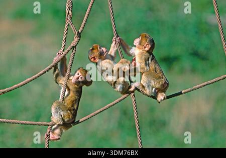 Macaque barbarie (Macaca sylvanus). Trois jeunes grimpant aux cordes. Allemagne Banque D'Images