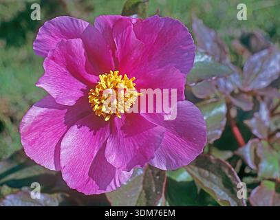 Fleur de pivoine sauvage (Paeonia mascula). Monte Gennargentu, Sardaigne, Italie Banque D'Images