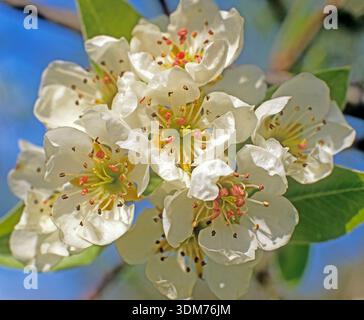 Poire commune, poire européenne (Pyrus communis). Fleurs. Allemagne Banque D'Images