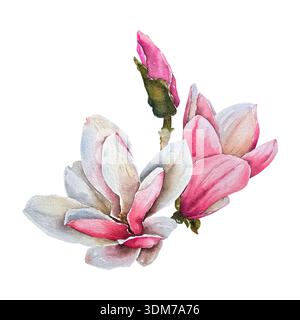 Fleurs de Magnolia avec bourgeon en illustration aquarelle rose et blanche, style botanique élégant. pour la papeterie de mariage, cosmétiques, parfum, emballage, d Banque D'Images