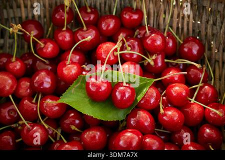 Cerise douce (Prunus avium). Cerises mûres récoltées dans un panier, Allemagne Banque D'Images
