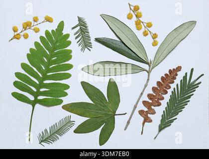 Feuilles pressées et séchées, fleurs isolées sur fond blanc. Pour une utilisation dans les motifs floraux, les herbiers, le scrapbooking. Plantes exotiques de Méditerranée Banque D'Images