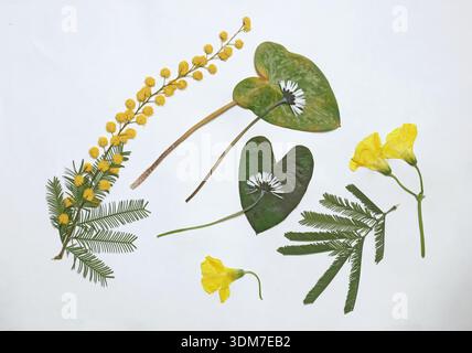 Feuilles pressées et séchées, fleurs isolées sur fond blanc. Pour une utilisation dans les motifs floraux, les herbiers, le scrapbooking. Plantes exotiques de Méditerranée Banque D'Images