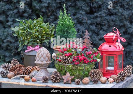 disposition jardin d'hiver avec gaulthérie dans un panier, faux cyprès, gui, lanterne et cônes Banque D'Images