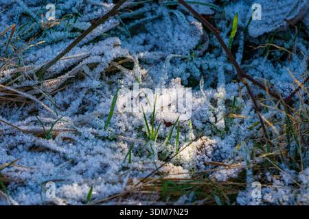 De délicats cristaux de gel recouvrent les brins d'herbe et la litière de feuilles sur le sol de la forêt. La lumière froide du matin met en valeur les textures glacées et les détails fins de l'hiver. Banque D'Images