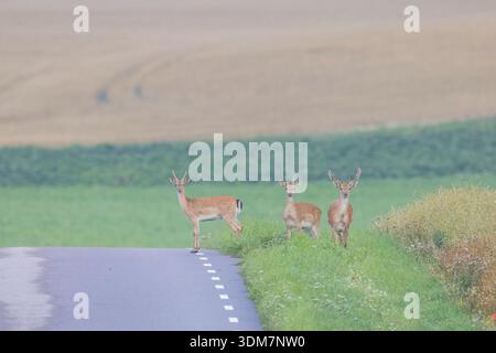 Cerfs en jachère (Cervus dama, Dama dama). Des balles sur et près d'une route. Scania. Suède Banque D'Images