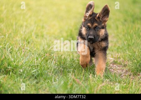 Berger allemand. Chiot courant dans un pré. Allemagne Banque D'Images