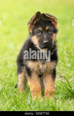 Berger allemand. Chiot assis dans un pré. Allemagne Banque D'Images