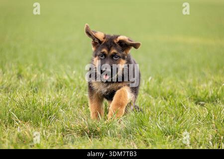 Berger allemand. Chiot courant dans un pré. Allemagne Banque D'Images
