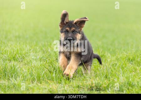 Berger allemand. Chiot courant dans un pré. Allemagne Banque D'Images