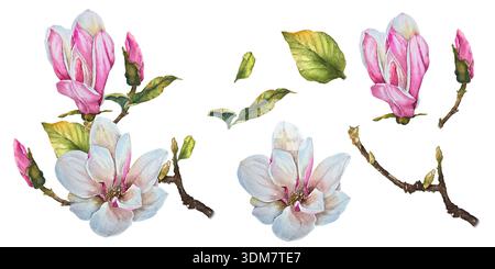 Fleurs de Magnolia bourgeons, feuilles vertes sur branches illustration aquarelle set style botanique. pour le décor d'emballage de parfum de papeterie de mariage Banque D'Images