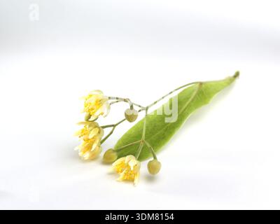 Fleurs de Linden et feuille sur fond blanc. Nature morte botanique à base de plantes Banque D'Images