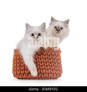 2 chatons chat sacré Borman mignons, assis ensemble dans le panier. Regardant vers la caméra avec les yeux bleus profonds. Isolé sur fond blanc. Banque D'Images