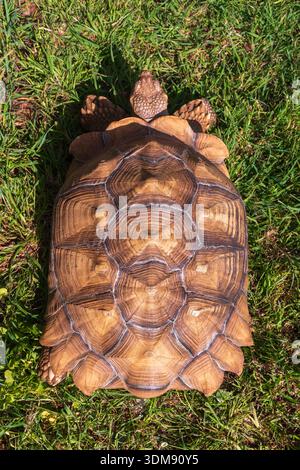Tortue sillonnée (Centrochelys sulcata) Banque D'Images
