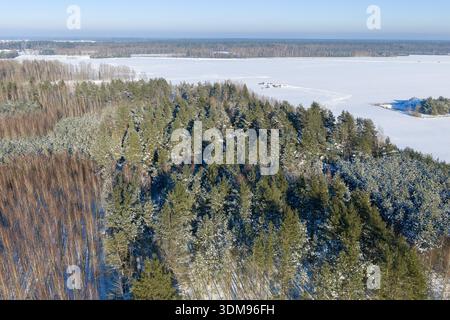 La forêt de pins enneigés borde de vastes champs arables gelés en tir aérien depuis un drone. Panorama d'hiver polonais avec des accents de bouleau et horizon brumeux. Podlaski Banque D'Images