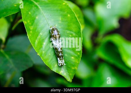 chenille verte Swallowtail sur une feuille dans Casa delle Farfalle. Banque D'Images