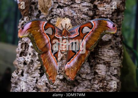 Un papillon de l'Atlas (Attacus atlas) repose avec des ailes ouvertes sur un tronc d'arbre texturé à Casa delle Farfalle, montrant son p distinctif brun rougeâtre et blanc Banque D'Images