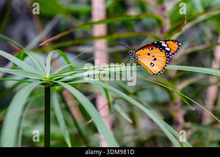 Papillon de tigre Uni perché sur de fines feuilles vertes à Casa delle Farfalle, arborant des ailes orange avec des motifs noirs et blancs. Banque D'Images