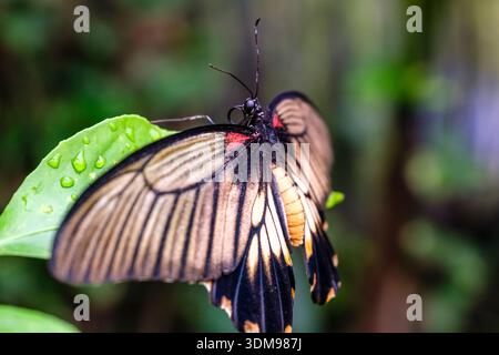 Grand papillon Mormon jaune reposant sur une feuille verte avec des gouttelettes d'eau à Casa delle Farfalle. Banque D'Images