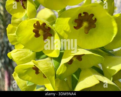Chrysosplenium alternifolium. Macro-plan extrême de fleurs jaune-vert vif montrant une vue détaillée des pétales courbes et repr central brun foncé Banque D'Images
