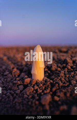 Gros plan de lances d'asperges blanches fraîches (également appelées spargel) émergeant à travers la terre sombre. Banque D'Images