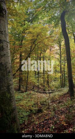 Scène d'automne colorée avec des arbres et des feuilles dans différentes nuances dans la forêt, parc national de Hainich Banque D'Images