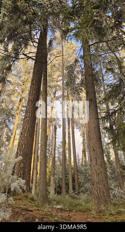 Paysage d'hiver dans la forêt avec la lumière du soleil sur de hauts arbres, pins (abiete) atmosphère calme, vue d'en bas, Fichtelgebirge Banque D'Images