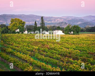 Vue aérienne des vignobles au coucher du soleil, Rutherford AVA, Napa Valley, Californie, États-Unis Banque D'Images