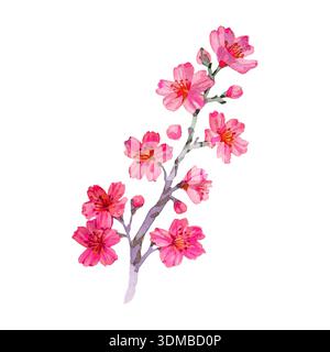 Branche de fleur de cerisier dessinée à l'aquarelle à la main avec des fleurs et des bourgeons roses. Élément floral Sakura pour le design printanier, les cartes de voeux et les invitations Banque D'Images