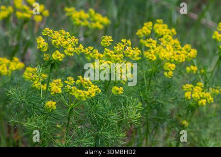 Des grappes de cyprès arborent leurs fleurs jaune-vert éclatantes sur fond de feuillage vert luxuriant dans une prairie ensoleillée au printemps. Banque D'Images