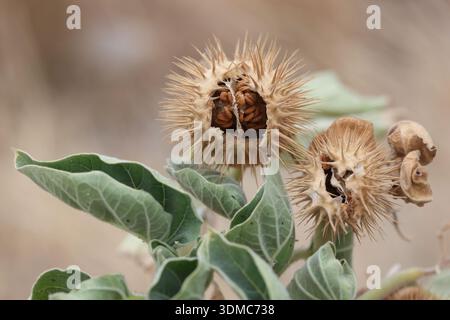 Feuilles et gousses de graines de Datura sp Banque D'Images