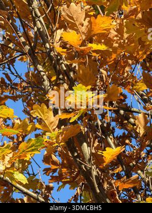 Vue rapprochée d'une canopée de chêne affichant des feuilles brillantes jaunes, brunes et vertes ensoleillées, représentant la beauté naturelle et les changements de saisons Banque D'Images