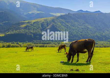 Trois vaches paissent paisiblement dans une prairie verdoyante entourée de montagnes et de forêts au Kirghizistan. Le cadre rural idyllique capture l'essence de la nature pendant la journée. Banque D'Images