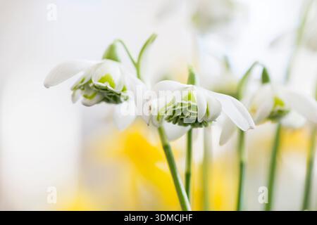 Gouttes de neige de Galanthus 'Hill Poe' Banque D'Images