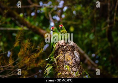 Couple d'amazone autumnalis (Amazona autumnalis) sur un arbre, Costa Rica Banque D'Images