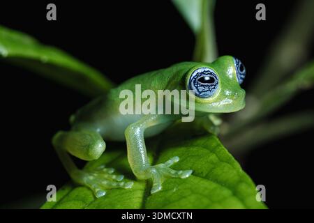 Grenouille en verre fantôme (Sachatamia ilex), Côte des Caraïbes, Costa Rica Banque D'Images