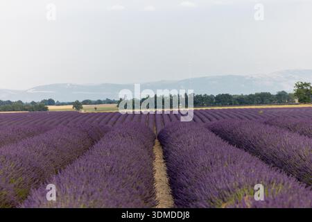 Longues rangées de champs de lavande en fleurs sur le plateau de Valensole. Provence, France. Banque D'Images