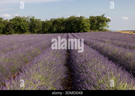 Longues rangées de champs de lavande en fleurs sur le plateau de Valensole. Provence, France. Banque D'Images