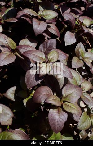 Alternanthera Purple Leaves en gros plan Banque D'Images