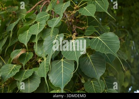 Gros plan de l'arbre Ficus religiosa Banque D'Images