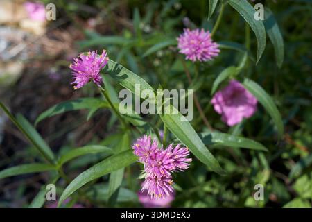 Gros plan sur l'inflorescence violette de Gomphrena globosa Banque D'Images